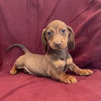 Davy, a male Miniature Dachshund for sale in Millmont, PA – Photo 10 of 10