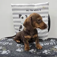 Davy, a male Miniature Dachshund for sale in Millmont, PA – Photo 5 of 10