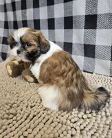 Mac, a male Shih Tzu for sale in Millmont, PA – 7 of 7