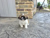 Andy, a male Shih Tzu for sale in Millmont, PA – 6 of 6
