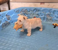 Ollie, a male Scottish Terrier for sale in Millmont, PA – 2 of 9