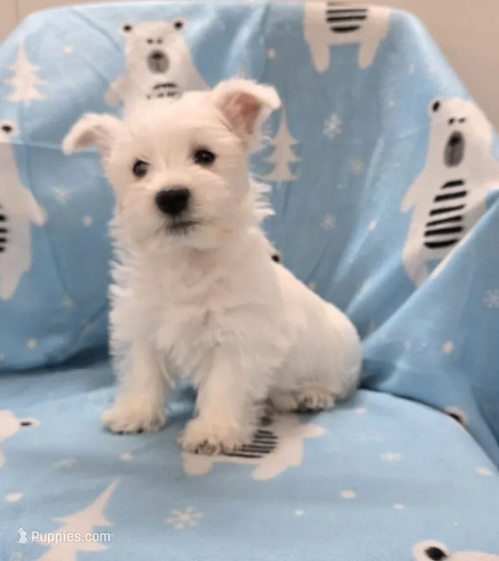 Lenny – West Highland White Terrier puppy for sale in Millmont, PA