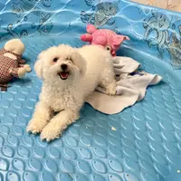 Jean, a female Bichon Frise for sale in Millmont, PA – Photo 4 of 8