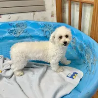 Jean, a female Bichon Frise for sale in Millmont, PA – Photo 2 of 8