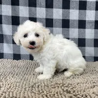 Jean, a female Bichon Frise for sale in Millmont, PA – Photo 8 of 8