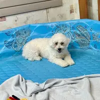 Jean, a female Bichon Frise for sale in Millmont, PA – Photo 5 of 8