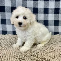 Jean, a female Bichon Frise for sale in Millmont, PA – Photo 7 of 8