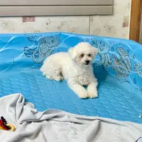 Jean, a female Bichon Frise for sale in Millmont, PA – Photo 1 of 8