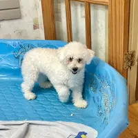 Jean, a female Bichon Frise for sale in Millmont, PA – Photo 3 of 8