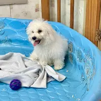 Blanche, a female Bichon Frise for sale in Millmont, PA – Photo 4 of 7