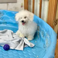 Blanche, a female Bichon Frise for sale in Millmont, PA – Photo 3 of 7