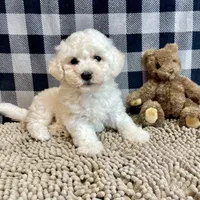 Blanche, a female Bichon Frise for sale in Millmont, PA – Photo 6 of 7