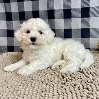 Blanche, a female Bichon Frise for sale in Millmont, PA – Photo 7 of 7