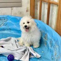 Blanche, a female Bichon Frise for sale in Millmont, PA – Photo 1 of 7
