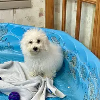 Blanche, a female Bichon Frise for sale in Millmont, PA – Photo 2 of 7