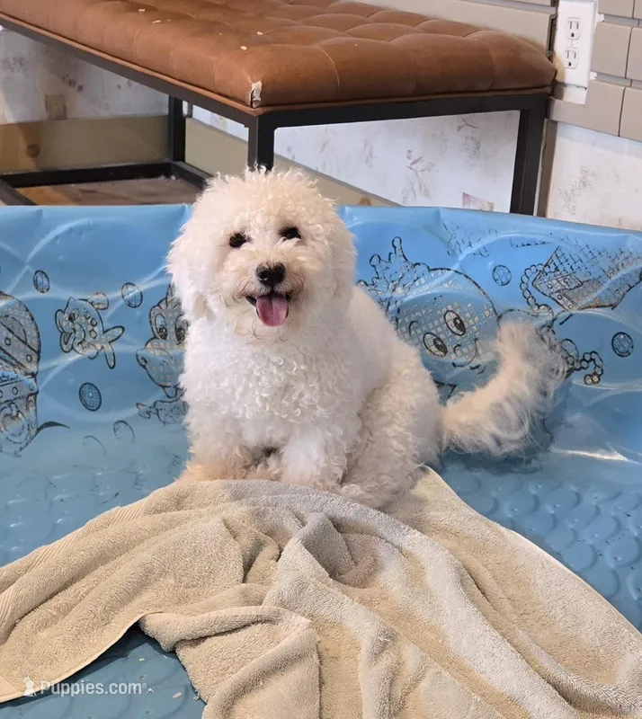 Blanche – Bichon Frise puppy for sale in Millmont, PA