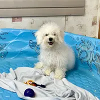 Blanche, a female Bichon Frise for sale in Millmont, PA – Photo 5 of 7