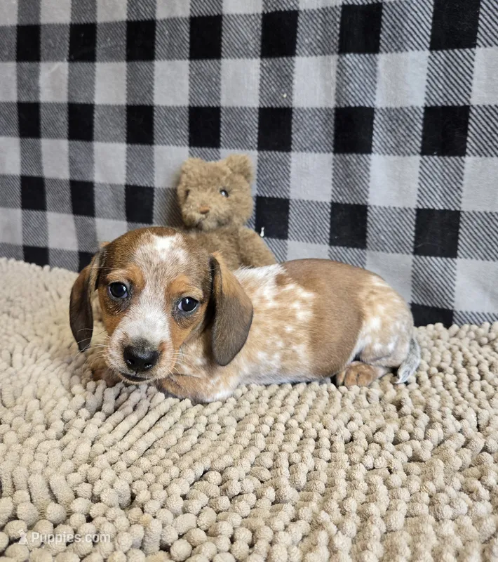 Kent – Miniature Dachshund puppy for sale in Millmont, PA