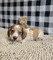 Kent, a male Miniature Dachshund for sale in Millmont, PA – 1 of 8