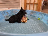 Shelly, a female Scottish Terrier for sale in Millmont, PA – 3 of 6