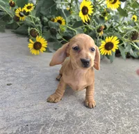 Holly, a female Miniature Dachshund for sale in Millmont, PA – 7 of 8