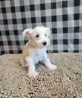 Sarah, a female Miniature Schnauzer for sale in Millmont, PA – 6 of 6