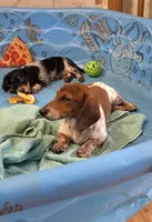 Kenny, a male Miniature Dachshund for sale in Millmont, PA – 4 of 8