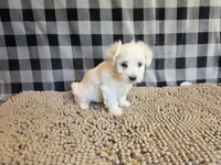 Susie, a female Bichon Frise and Coton de Tulear for sale in Millmont, PA – 5 of 6