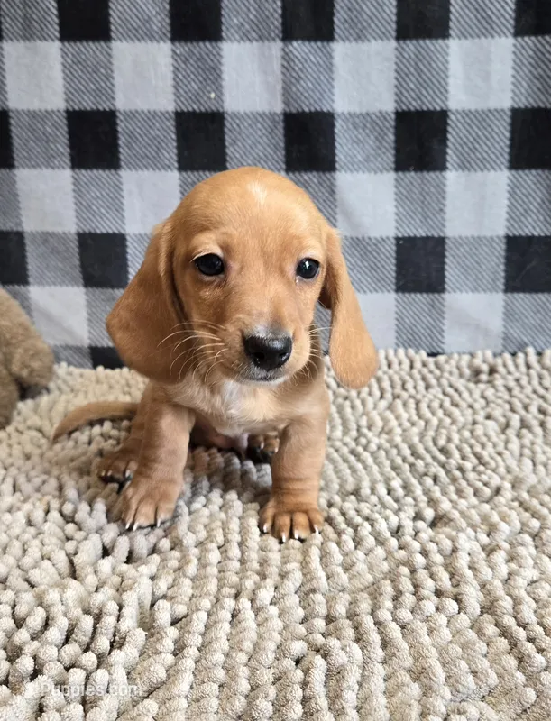 Boyd – Miniature Dachshund puppy for sale in Millmont, PA