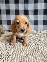 Boyd, a male Miniature Dachshund for sale in Millmont, PA – 1 of 7