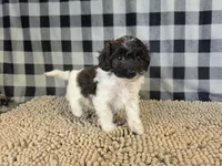Reta, a female Coton de Tulear and Poodle - Miniature  for sale in Millmont, PA – 3 of 5