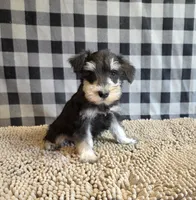 Sarge, a male Miniature Schnauzer for sale in Millmont, PA – 6 of 8