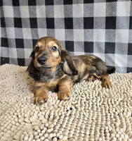 Tanner, a male Miniature Dachshund for sale in Millmont, PA – 2 of 5