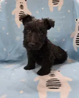 Murrey, a male Scottish Terrier for sale in Millmont, PA – 4 of 7
