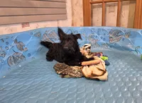 Shelly, a female Scottish Terrier for sale in Millmont, PA – 4 of 6