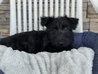 Wanda, a female Scottish Terrier for sale in Millmont, PA – 9 of 9