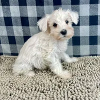 Steve, a male Miniature Schnauzer for sale in Millmont, PA – Photo 8 of 8
