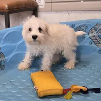 Steve, a male Miniature Schnauzer for sale in Millmont, PA – Photo 1 of 8