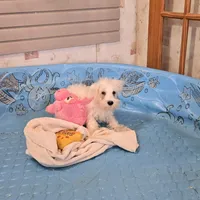 Steve, a male Miniature Schnauzer for sale in Millmont, PA – Photo 3 of 8