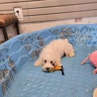 Steve, a male Miniature Schnauzer for sale in Millmont, PA – Photo 4 of 8