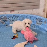 Steve, a male Miniature Schnauzer for sale in Millmont, PA – Photo 2 of 8