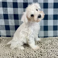 Steve, a male Miniature Schnauzer for sale in Millmont, PA – Photo 6 of 8