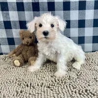Steve, a male Miniature Schnauzer for sale in Millmont, PA – Photo 7 of 8