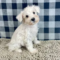 Steve, a male Miniature Schnauzer for sale in Millmont, PA – Photo 5 of 8