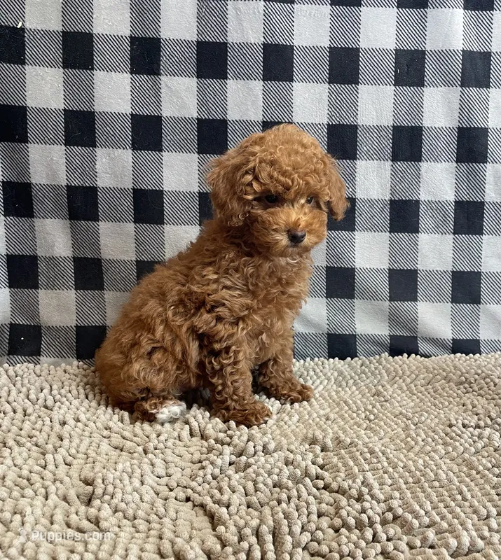Nancy – Poodle - Miniature  puppy for sale in Millmont, PA