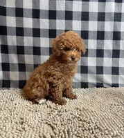 Nancy, a female Poodle - Miniature  for sale in Millmont, PA – 1 of 6