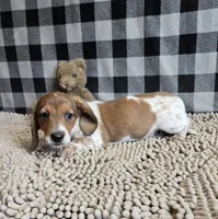 Kenny, a male Miniature Dachshund for sale in Millmont, PA – 8 of 8