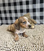 Kent, a male Miniature Dachshund for sale in Millmont, PA – 5 of 8