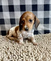 Nellie, a female Miniature Dachshund for sale in Millmont, PA – 5 of 7