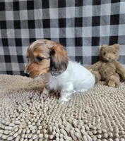 Kelly, a female Miniature Dachshund for sale in Millmont, PA – 3 of 10